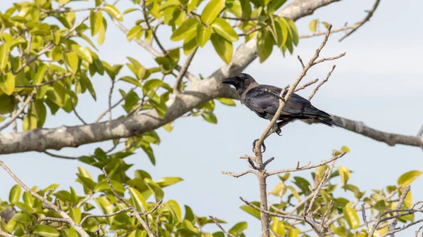 阳光灿烂的日子里 一只守望的乌鸦栖息在无叶的树枝上 蓝天背景下 — 图库照片