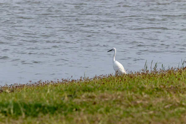 Samotny Biały Egret Połowów Ptaków Wieczór Lakeshore — Zdjęcie stockowe