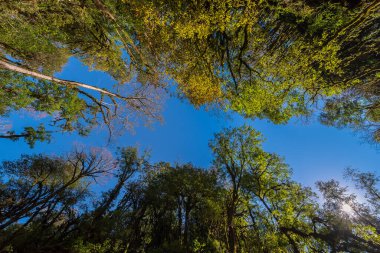 Mavi Gökyüzü yemyeşil bir ormanda ağaç tepeleri arasında görüldü