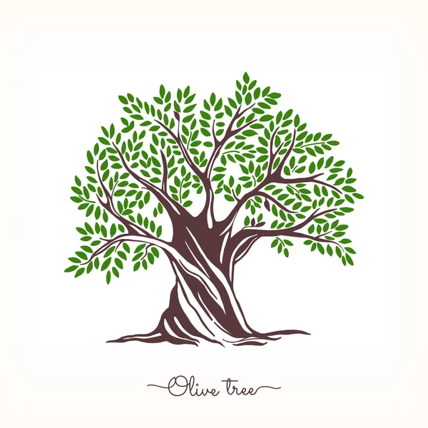 Bosquejo de oliva dibujado a mano — Vector de stock