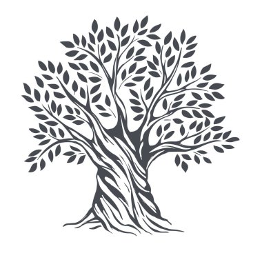 Zeytin kroki çizilmiş