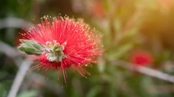 Yeşil bahçedeki kırmızı callistemon yaban çiçeği çözünmüş arka plan. Bahçe konsepti