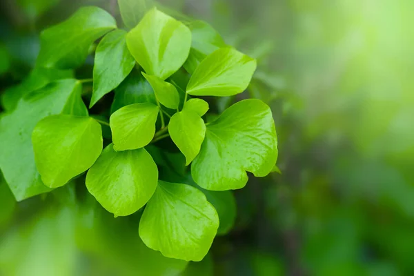 Ginkgo biloba bitkisi yaprakları. Homeopati, doğal tedavi kavramı
