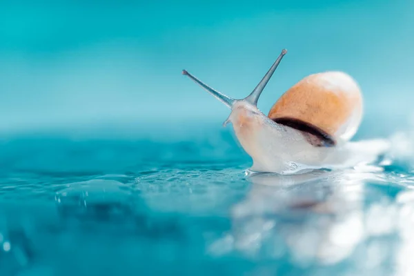 Macro snail on turquoise color water defocussed backdrop. Macro world. Mollusc animal, space for text
