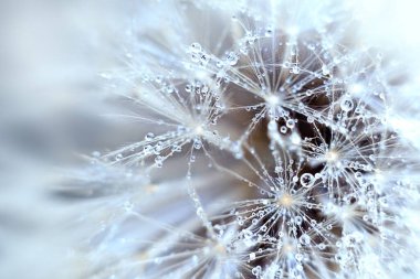 Bir damla suyla karahindiba tüyü. Makro fotoğrafçılık, doğal soyut odaklanmış arka plan. Seçici odak