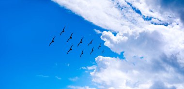 Bulutlar ve uçan kuş sürüsüyle temiz bir gökyüzü. İletişim kavramı, huzur ve sessizlik, umut.