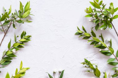 Beyaz beton zeminde yeşil yapraklı dallar. Organik duvar kağıdı ya da şablon. Mesaj için yer var. Bitkilerle yatıyordu.. 