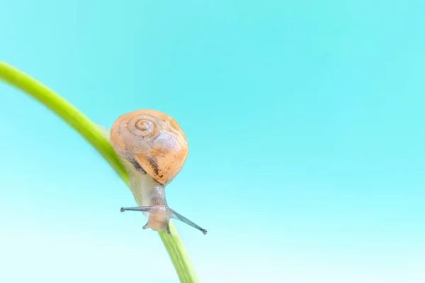 청록색 매크로 달팽이를 넣으면 역류가 매크로 연체동물 본문을 — 스톡 사진