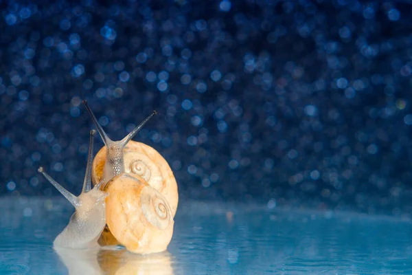 푸른색 물보케에 매크로 달팽이는 역류를 피했다 매크로 연체동물 본문을 — 스톡 사진