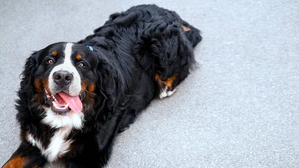 Saint Bernard 'ın köpeği dışarıda, dili dışarıda. Mesaj için yer var. Pankart. 