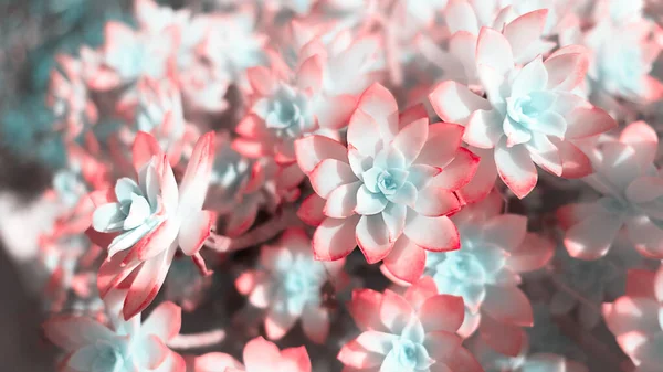 Bahçedeki kırmızı ve yeşil sulu bitkiler çözünmüş bokeh arka planında. Güneş ışığı etkisi. Yağlı bitkiler. Bahçecilik hobisi. Doğal duvar kağıdı