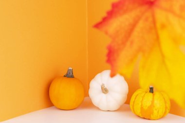 Turuncu arka planda beyaz ve turuncu aile yadigarı balkabakları. Cadılar Bayramı geçmişi. Mesaj için yer var. Sonbahar kırmızı akçaağaç yaprakları. Satışlar sade. Boş alanlı Şükran Günü şablonu