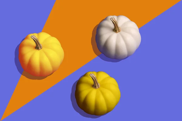Orange and white pumpkins isolated on orange violet backdrop. Cutout. Halloween and thanksgiving day decorations flat lay. Hard shadows.