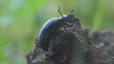Büyük siyah böceği böcek, Amerikan Petrol böcekler vardır Blister beetle, tür makro