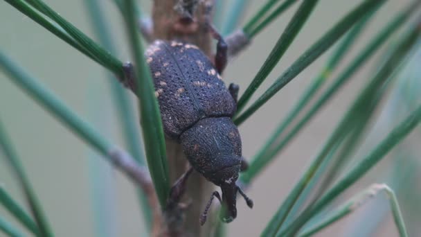 Negro con puntos de luz Weevil Dyscerus exsculptus se sienta en el pino, macro insecto — Vídeos de Stock