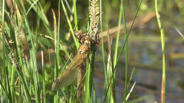 Geboorte insect dragonfly. Een volwassen libel larvale huid. Derde instar. Macro — Stockvideo
