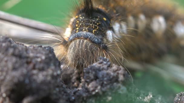 Мохнатый гусеница сидит на земле на зеленом фоне, насекомое макрос — стоковое видео