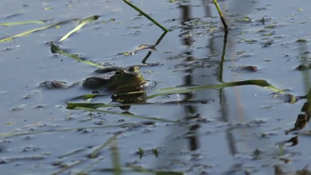 Active breeding games for reptile frog reproduction in swamp, in forest pond — Stock Video