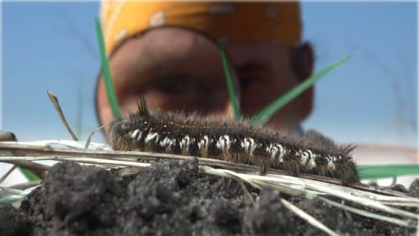 Mature man biologist looks at shaggy caterpillar through magnifying glass — Stock Video