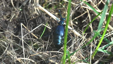 Büyük siyah böceği böcek, Amerikan Petrol böcekler vardır Blister beetle, tür makro