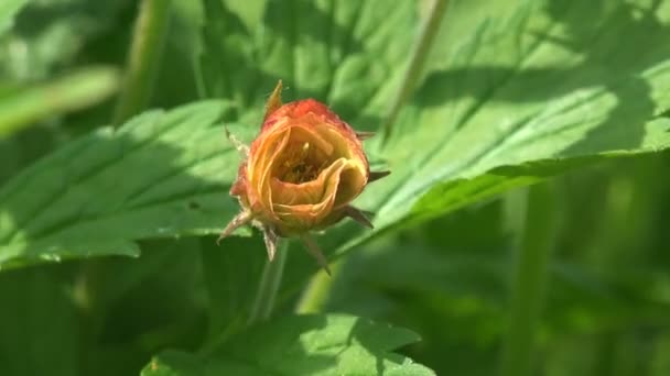 Pequeña flor de orangulo de hierba en el prado frente al bosque similar a la rosa — Vídeos de Stock