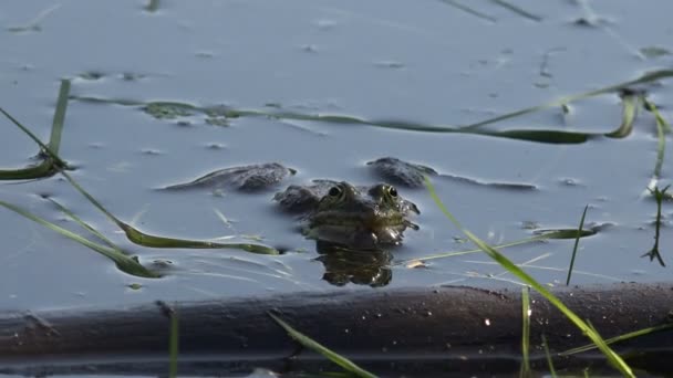 Juegos activos de reproducción de ranas reptiles en pantanos, en estanques forestales — Vídeo de stock