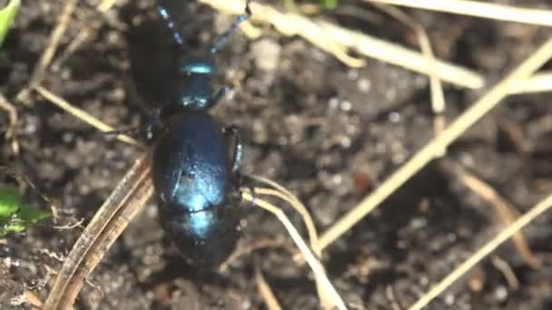 Große schwarze Käfer Insekt, Amerikanische Ölkäfer sind eine Art von Blasenkäfer, Makro — Stockvideo