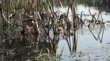 Sürüngen kurbağa üreme bataklıkta orman gölet için aktif üreme Oyunlar