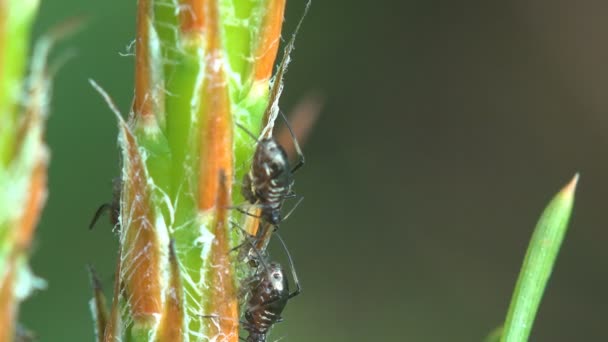 Insectos macro, Hormigas pastan y extraen leche de pulgones que se asientan sobre pinos jóvenes — Vídeos de Stock