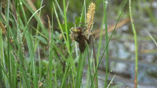 Födelse insekt dragonfly. En vuxen trollslända larver hud. Tredje instar. Makro — Stockvideo