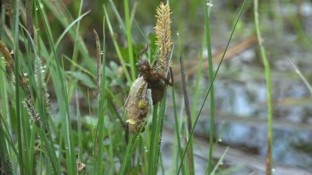 Narození hmyzu dragonfly. Vanička na kůži dospělých vážek. 3. Makro — Stock video