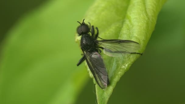Insecten Bibionidae maart vliegt en lovebugs zijn familie van vliegen Diptera vliegen — Stockvideo