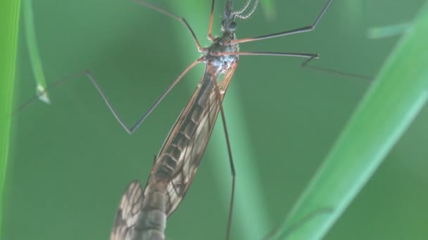 Комары-насекомые, журавль-муха, два самца Tipula luna, сидящие на зеленом листе. Макро — стоковое видео