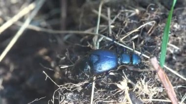 Büyük siyah böceği böcek, Amerikan Petrol böcekler vardır Blister beetle, tür makro