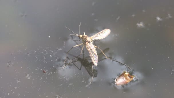 Mosquito senta-se na água, pântano ou lago da floresta, macro inseto — Vídeo de Stock