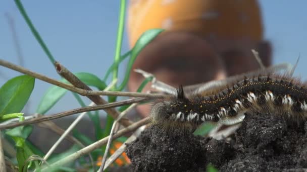 Mogen man biolog ser på shaggy caterpillar genom förstoringsglas — Stockvideo