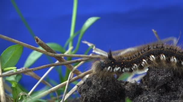Мохнатый гусеница сидит на земле на голубом фоне, насекомое макрос — стоковое видео