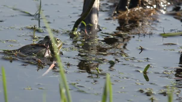 Permainan pembiakan aktif untuk reproduksi katak reptil di rawa-rawa, di kolam hutan — Stok Video