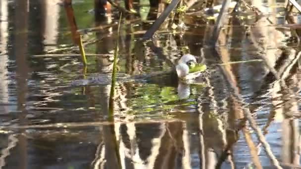 Aktive Zuchtspiele für Reptilienfrosch-Fortpflanzung im Sumpf, im Waldteich — Stockvideo