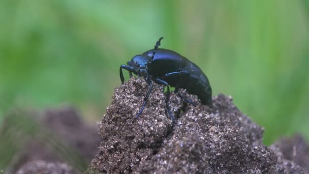 Große schwarze Käfer Insekt, Amerikanische Ölkäfer sind eine Art von Blasenkäfer, Makro — Stockvideo