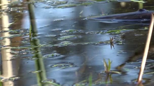 Fantástica superfície da água no pântano da floresta, lago no início da manhã — Vídeo de Stock