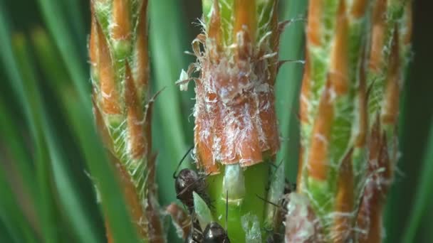 Насекомые макро, муравьи пасутся и получают молоко из тли, которая сидит на молодой сосне — стоковое видео