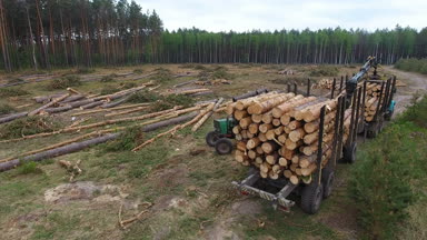 Havadan görünümü, takas çam yağmur ormanı ağaç gövdeleri Yükleyici işletim yukarıda, kesmek