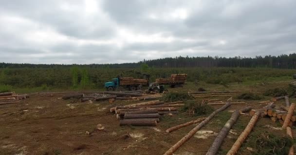 Vista aérea, limpando pinhal cortado floresta tropical, acima carregador operacional de troncos de árvore — Vídeo de Stock