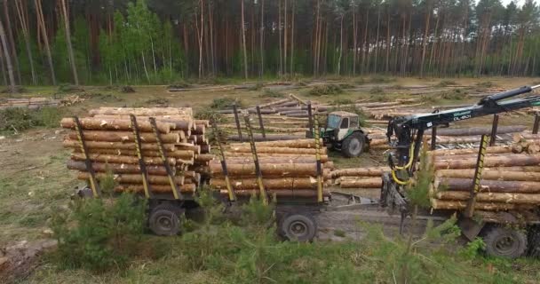 Пташиного польоту, знявши вирізати сосна тропічних лісів, вище операційних навантажувач стовбур дерева — стокове відео