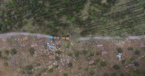 Widok z lotu ptaka lotu powoli downp nad wylesiania Wyświetlono pniach drzew — Wideo stockowe