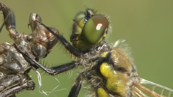 Modello di ali trasparenti di giovane libellula appena nata, insetto di nascita. Macro — Video Stock