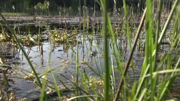 Uitzicht op wetland bos meer in de vroege ochtend, boslandschap en kikker in water — Stockvideo