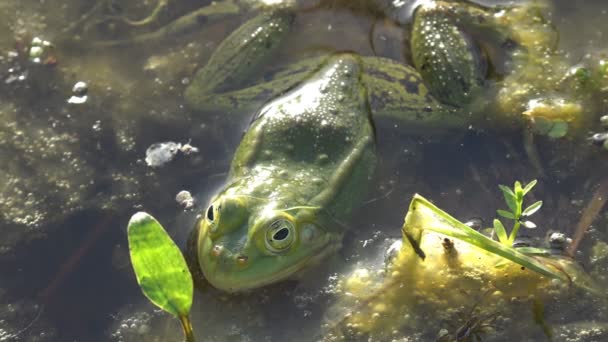 夏の朝の森の沼の暗い水の中の緑のカエル — ストック動画