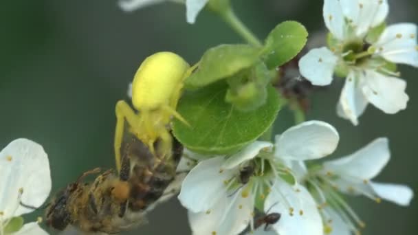 Insekt Krabbenspinne befällt Biene, gelbe Misumenoides, sitzt in Blüte, Makro — Stockvideo